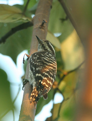 Yungipicus moluccensis