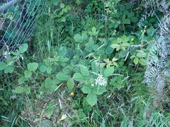 Rubus echinatus