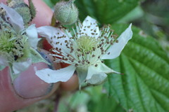 Rubus echinatus