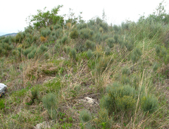 Ephedra procera