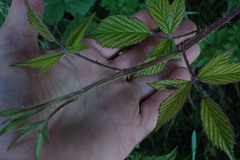 Rubus echinatus