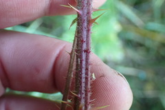Rubus echinatus