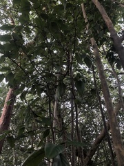 Coccoloba diversifolia image