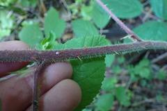Rubus echinatus