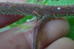 Rubus echinatus