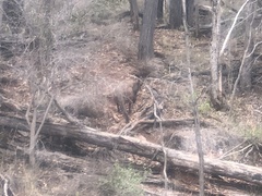 Osphranter robustus robustus