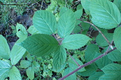 Rubus echinatus