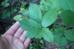Rubus echinatus