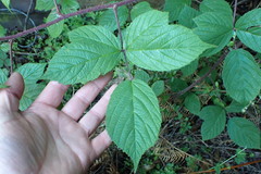 Rubus echinatus