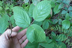 Rubus echinatus