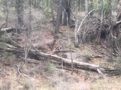 Osphranter robustus robustus