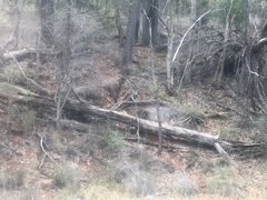 Osphranter robustus robustus