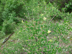 Lonicera iberica