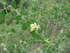 Lonicera iberica