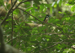 Eurylaimus ochromalus