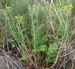 Potentilla agrimonioides