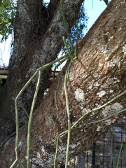 Rhipsalis floccosa