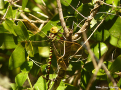 Castoraeschna decurvata