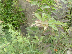 Phyllodium pulchellum