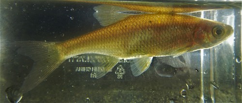 Golden shiner (Notemigonus crysoleucas) — Cyprinidae — 3