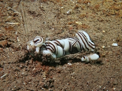Baseodiscus quinquelineatus