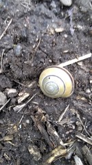 Cepaea nemoralis