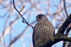 Falco tinnunculus