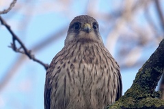 Falco tinnunculus