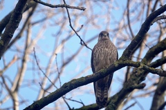 Falco tinnunculus