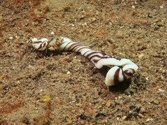Baseodiscus quinquelineatus