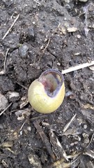 Cepaea nemoralis