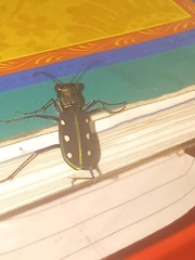 Cicindela flavomaculata