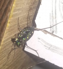 Cicindela flavomaculata