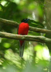 Harpactes duvaucelii