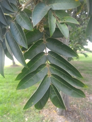 Senna viarum