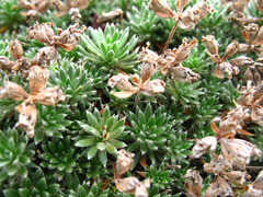 Androsace barbulata