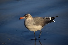 Larus heermanni