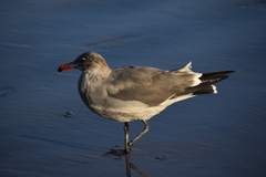 Larus heermanni
