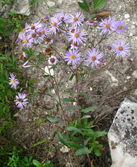 Aster amellus bessarabicus