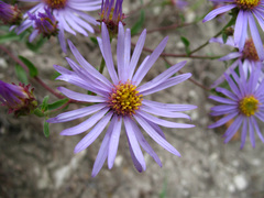 Aster amellus bessarabicus
