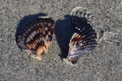 Argopecten ventricosus