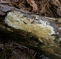 Butyrea luteoalba