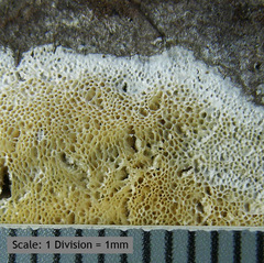 Butyrea luteoalba