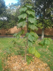 Paulownia