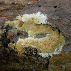 Butyrea luteoalba