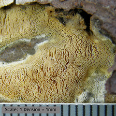 Butyrea luteoalba