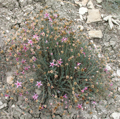 Reaumuria alternifolia