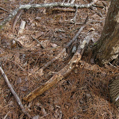 Butyrea luteoalba