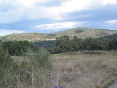 Olea europaea europaea