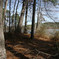 Butyrea luteoalba